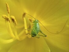 Sauterelle nymphale sur tulipe