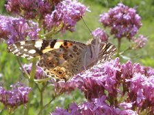 Papillon ??