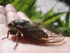 Cigale-Cicadidae