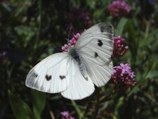La Piéride de la Rave - Pieridae Pierinae