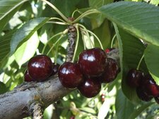 Cerises