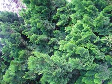  Chamaecyparis obtusa