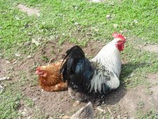 La sieste du coq et de sa poule rousse