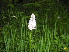 Orchidée sauvage (orchis)