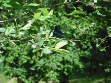 Demoiselle