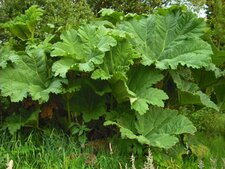 Rhubarbe géante