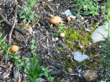 Petits champignons orangés (série 3)