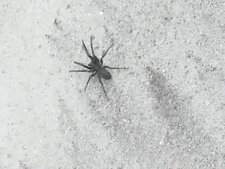 Araignée 