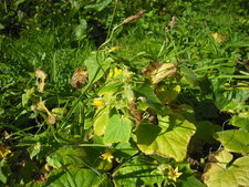 Cornichon