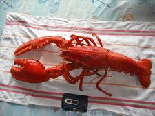 Homard