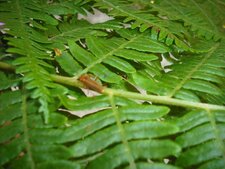 insecte