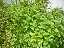 Menthe. encore une légende.