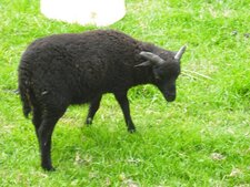 Mouton noir de Ouessant : un juvénile