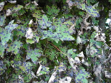 Rhytisma salicinum ou taches goudronneuses