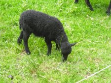 Mouton noir de Ouessant : un agneau