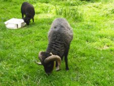 Mouton noir de Ouessant : mâle