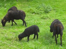 Moutons noirs de l
