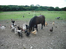 Charly et ses poules