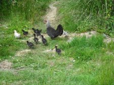 La poule et ses poussins
