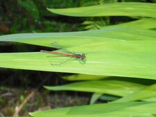 Agrion sanglant