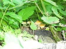 Champignons