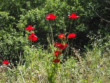 Coquelicots