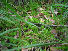 Mousses des bois