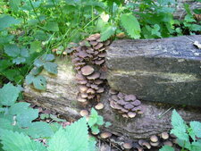 Champignons