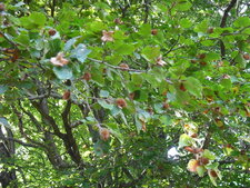 Hêtre en fruits.
