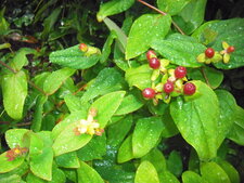 fruits du milllepertuis