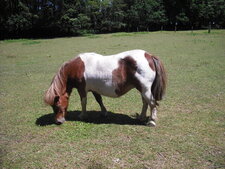 Poney