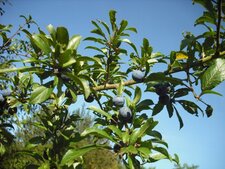 prunelle