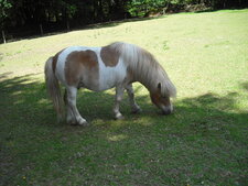 Poney