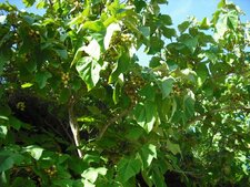 Paulownia