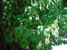 Fuchsia magellanica var. molinae