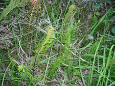 Blechnum en épi 