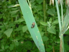 Vestige de pupe de Coccinelle