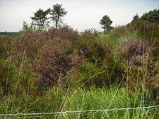 Talus de bruyère (une fleur de légende)