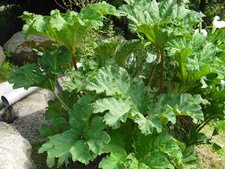 Rhubarbe