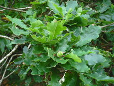 Feuilles de chêne et glands