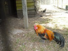 Coq