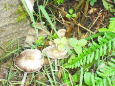 Champignons