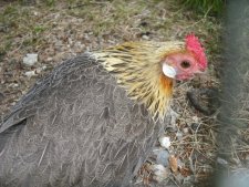Poule
