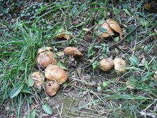 Champignons