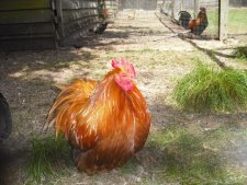Poule