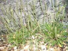 Plantain
