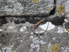 Lézard qui fait bronzette