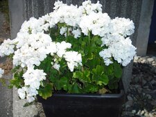 Pélargonium