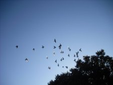 Vol de pigeons
