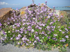 mauve (heureux mariage de la plante et de la roche)